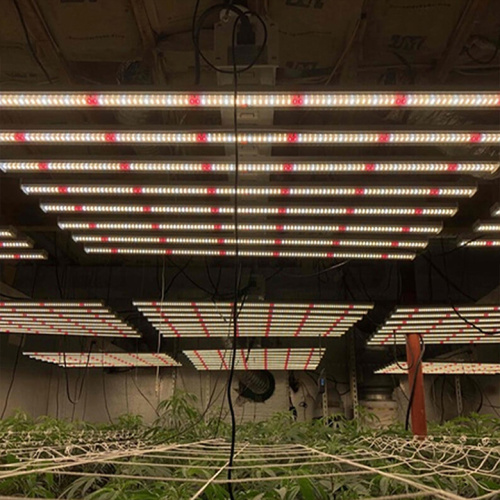 Led Indoor Mushroom Grow Light 6X6 Grow Tent