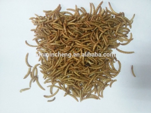 bird food type dried mealworm