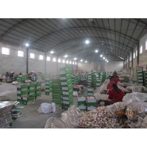 2019 Fresh Normal White Garlic Best Quality