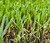2014 amazing grass for outdoor