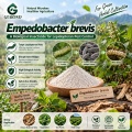 مسحوق المبيدات الحشرية الميكروبية Empedobacter brevis لإدارة الآفات الزراعية