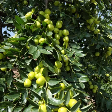 Organic Red Hongzao and Super Dates