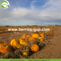 Supply Bulk Nutrition Healthy Pumpkin Kernels