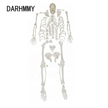 Darhmmy Medical Human Skeleton Model - Levensgrote gedesarticuleerd skelet met schedel