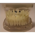 Modelo transparente de dientes adultos