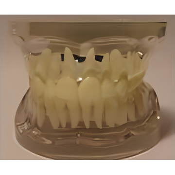 Modèle de dents adultes transparent