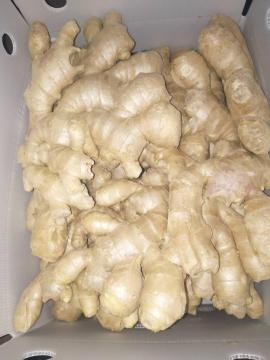 Air dried Ginger prices steadily increasing