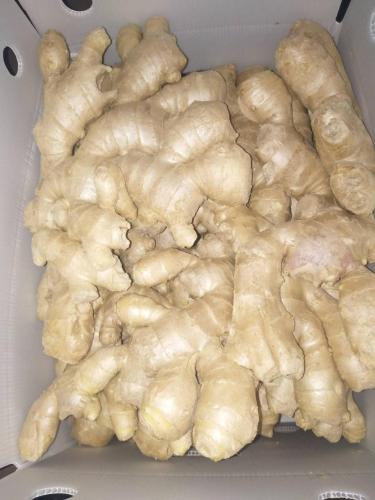 Hurtownia Anqiu New Crop Air Dried Ginger