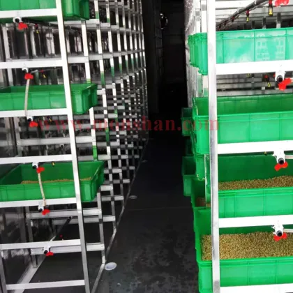 Solar-Powered Hydroponic Barley Fodder Growing System for Dairy Farms