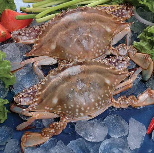 الاسم العلمي Blue Crab