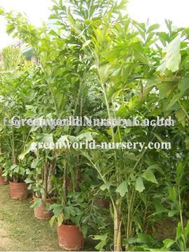 caryota mitis fishtail palm
