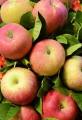 Kualitas Tinggi Segar Baru Tanaman Qinguan apple
