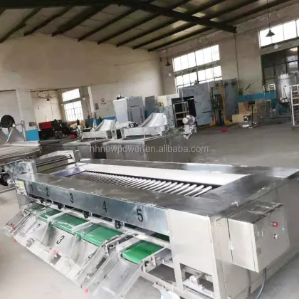 Vegetable & Fruit Sorting and Grading Machine