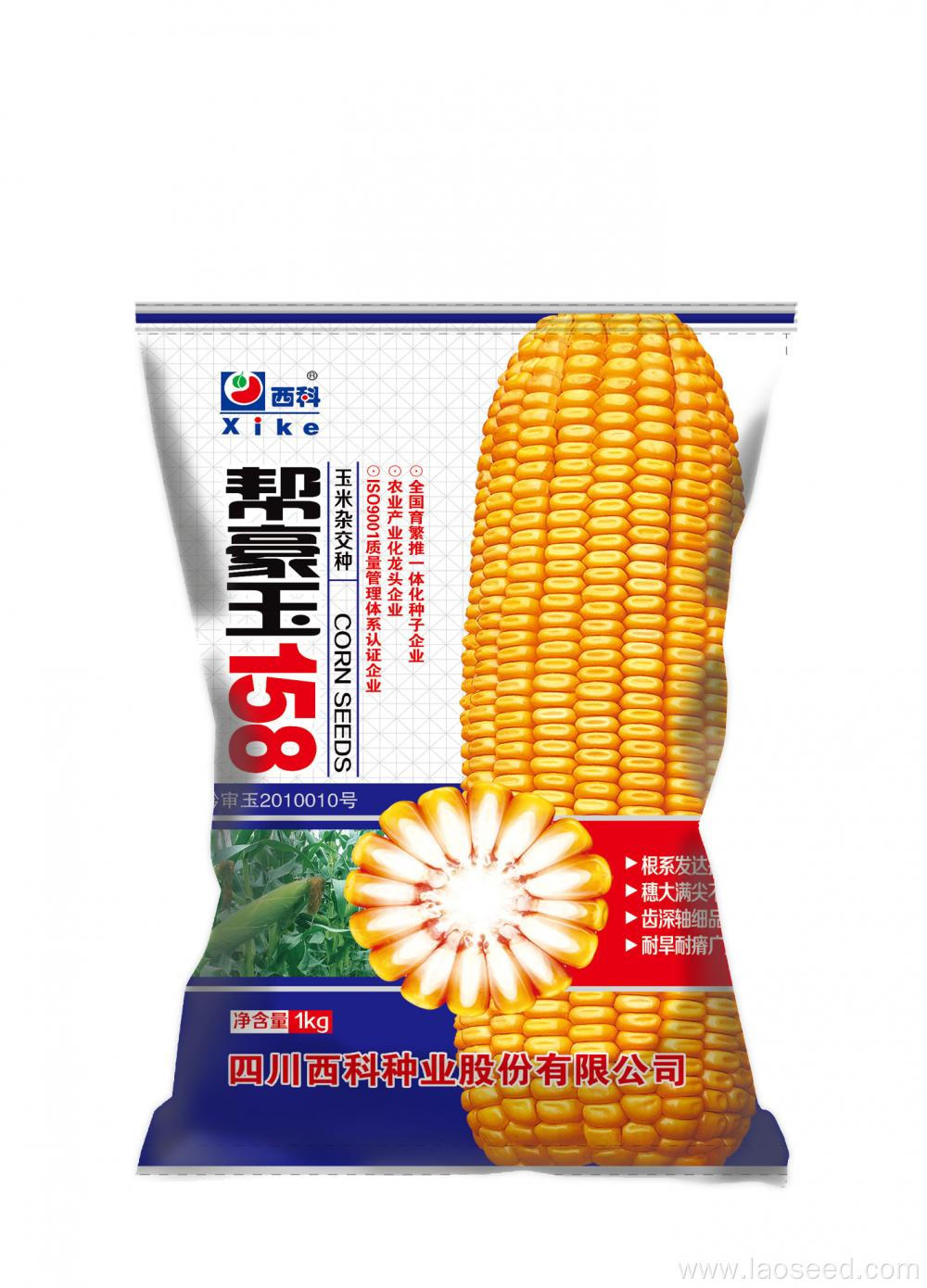 Non-GMO Natural Corn Seeds