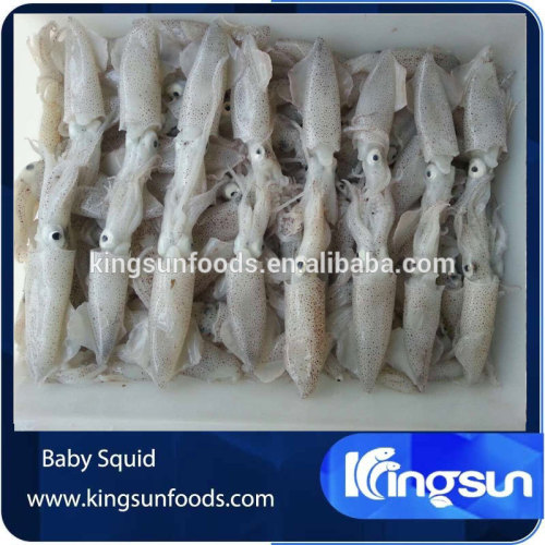 Frozen Baby Squid 1 Kg / Block, High Quality Frozen Baby Squid 1 Kg
