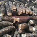Kurutulmuş Morel Mantarları Toptan Satış