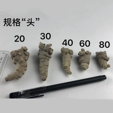 高品質と汚染のないPanax notoginseng