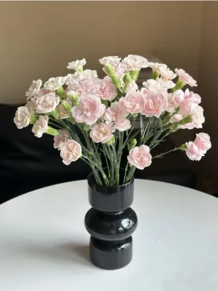 Spray carnation powder prince