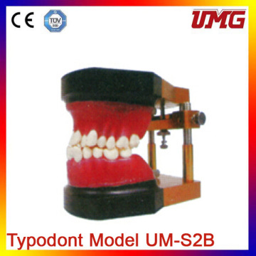 Popular Plastic Pathologic Dental Model Implant Tooth