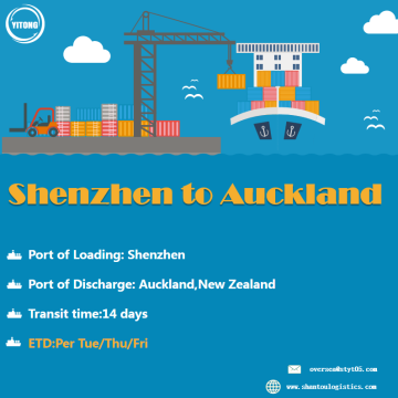 FCL Mare Freight da Qingdao ad Auckland