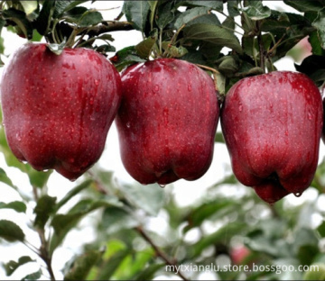China fresh huaniu apple of Gansu origin Tianhui Huaniu fuji fresh apple