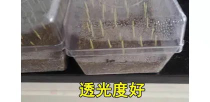 Bean Sprouts Growing Tray Seed Seedling Starter Dish