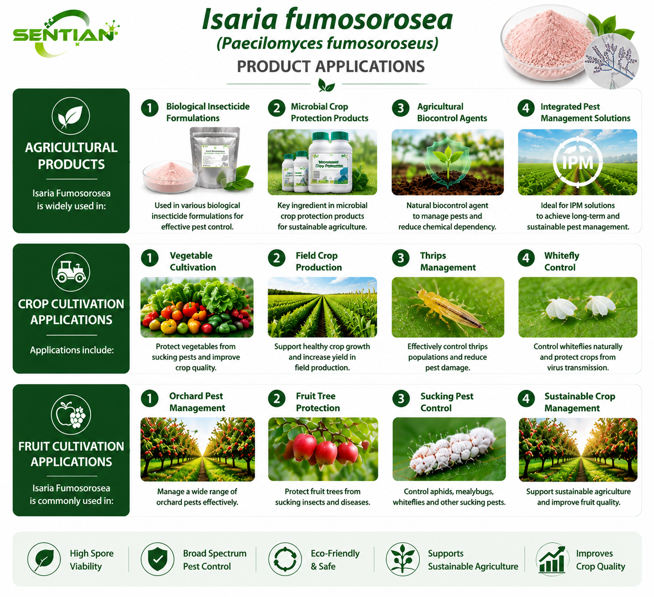 Isaria fumosorosea（2）
