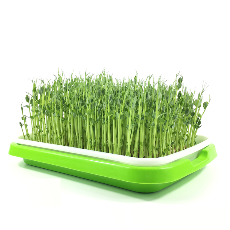 Flat PP Seed Tray plastic seed tray