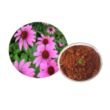 Echinacea Purpurea Powdered Extract