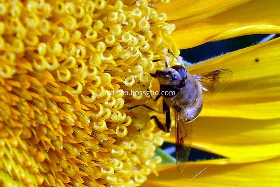 sunflower bee 1