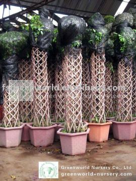 Ficus cage shape packed