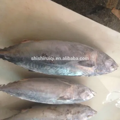 canned tuna ,bonito tuna