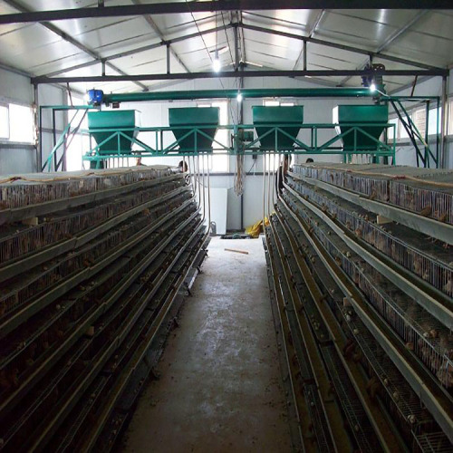 Quail Cage 200-300 For Farming