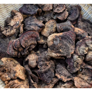 Natural Polysaccharides Trametes Robiniophila Extract