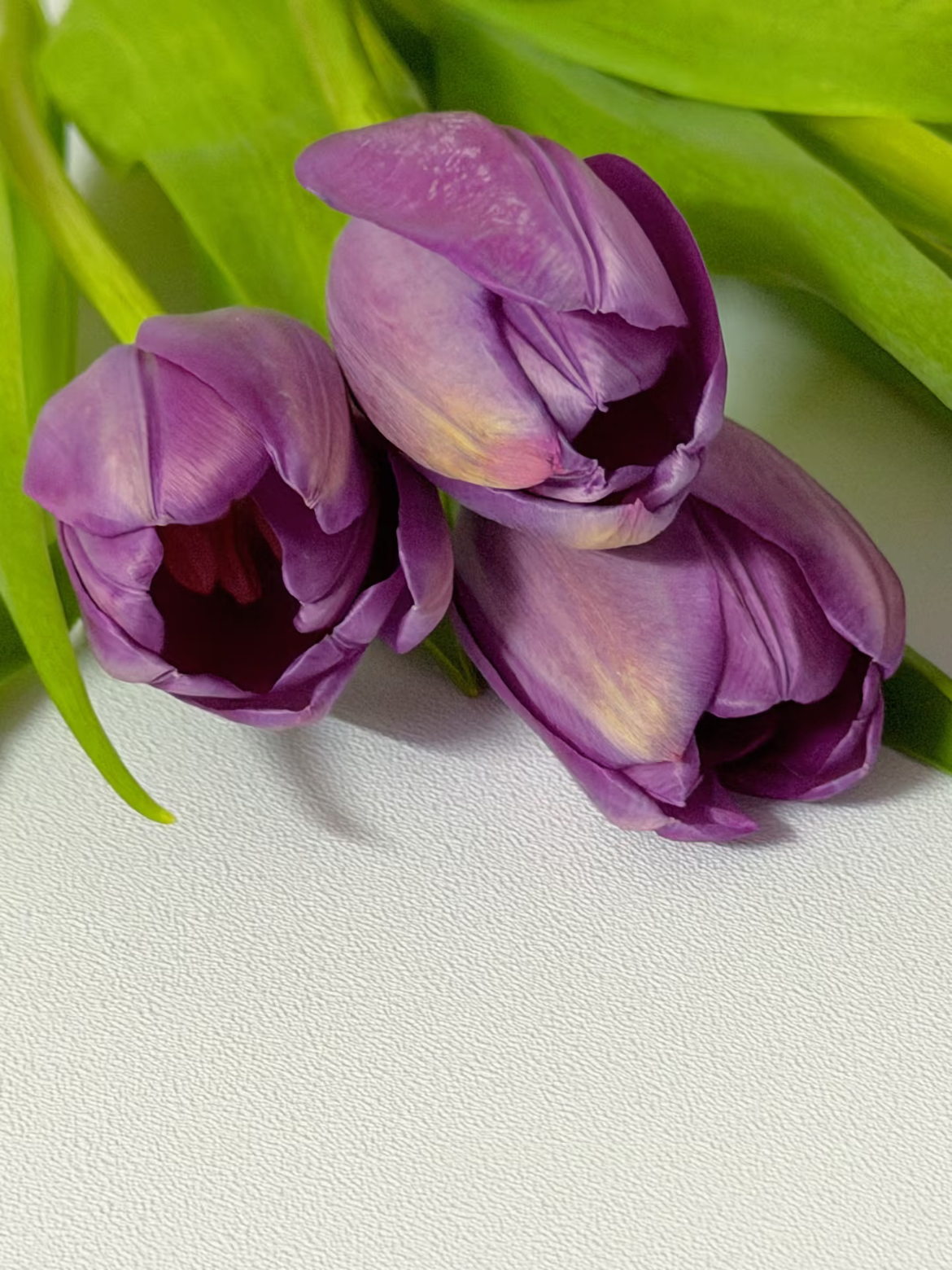 Fresh cut purple tulip2