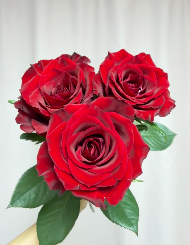 Legend Rose