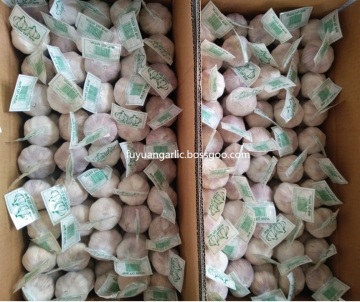 normal white garlic in 2020