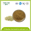 10% d'extrait de poudre de saponine Tribulus terrestris