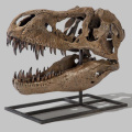 Full Size T Rex Skull for Sale