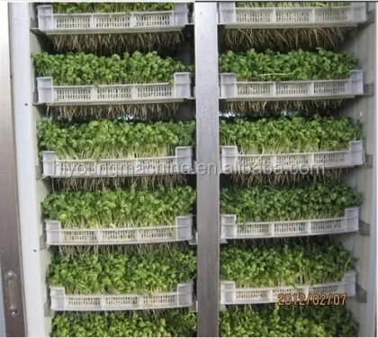 Mung Bean Sprouts Making Machine & Hydroponic Seed Sprouting Equipment
