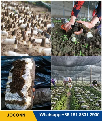 Morel Mushroom Substrate Filling and Packing Machinery