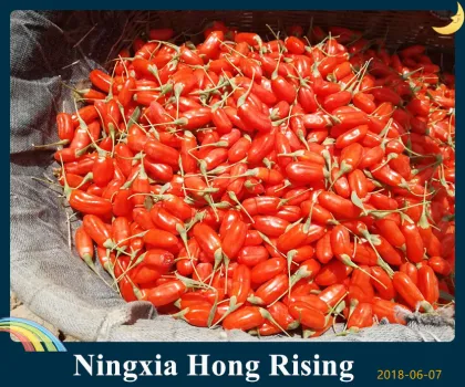 Sun Dired Goji Berry and Wolfberry exported