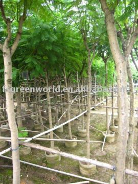 Jacaranda acutifolia potted trees