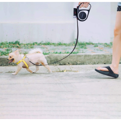 Retractable dog leash dog