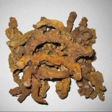 Top Quality Polygonati Rhizoma