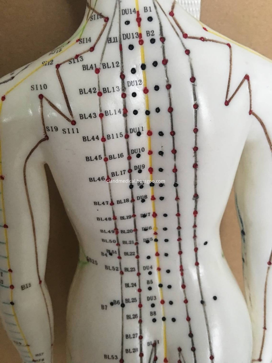 CL-MD0097 MALE ACUPUNCTURE MODEL (2)