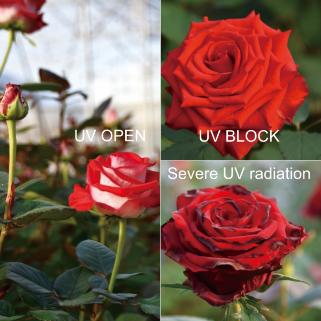 66greenhouse film UV CUSTOMIZED1080