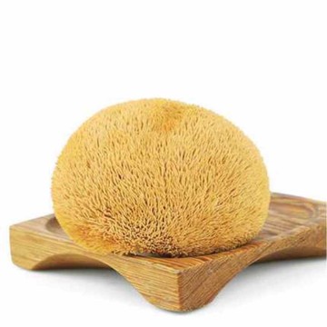 Wholesale Dried Hericium Erinaceus,Health Supplement-Lion's Mane Mushroom