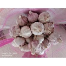 Vegetales naturales de ajo blanco fresco de Jinxiang