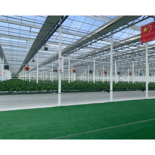 Steel Gutter Multi Type Glass Planting Greenhouse
